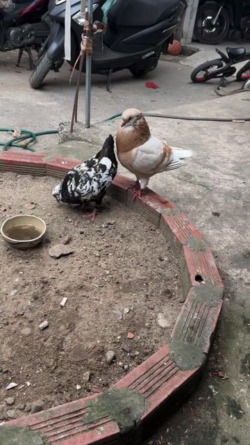 Chim bồ câu trống màu Kem. Mua bán Chim tại Huyện Bình Chánh Tp Hồ Chí Minh được đăng bởi Tuấn hình 1