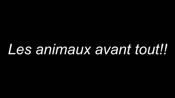 Les animaux avants tout!