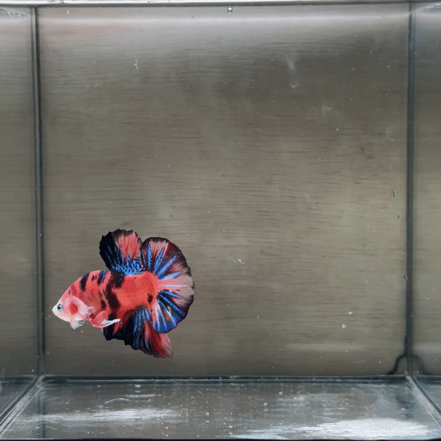 Cá Betta Plakat Đực 3-3.5cm. Mua bán Thú cưng khác tại Quận 3 Tp Hồ Chí Minh được đăng bởi Long hình 1