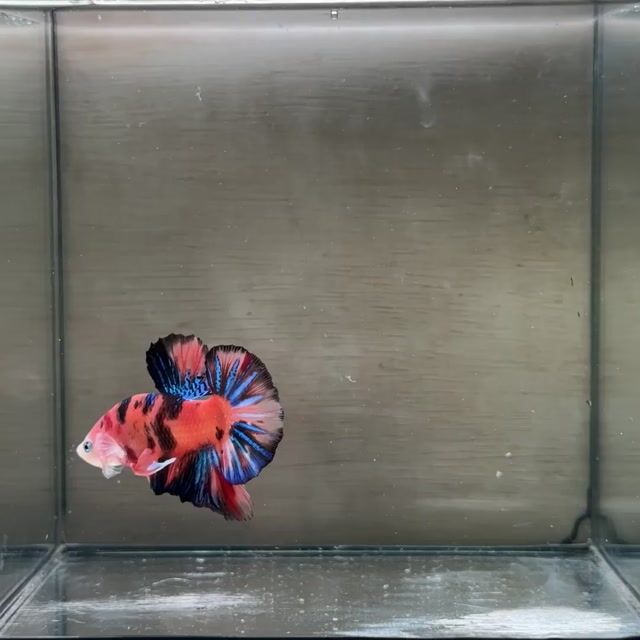 Cá Betta Plakat Đực 3-3.5cm. Mua bán Thú cưng khác tại Quận 3 Tp Hồ Chí Minh được đăng bởi Long hình 1