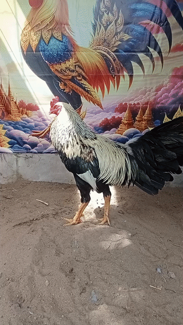 Gà chọi Chuối đực 2.8kg. Mua bán Gà tại Thị xã Vĩnh Châu Sóc Trăng được đăng bởi FARM Thiện Sóc Trăng  hình 1