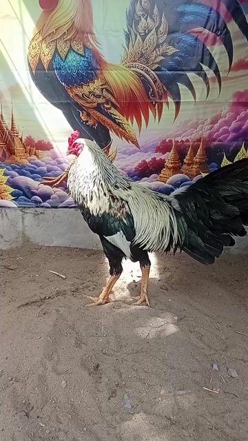 Gà chọi Chuối đực 2.8kg. Mua bán Gà tại Thị xã Vĩnh Châu Sóc Trăng được đăng bởi FARM Thiện Sóc Trăng  hình 1