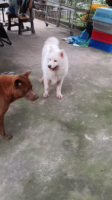 Chó Samoyed cái trắng. Mua bán Chó tại Thị xã Duy Tiên Hà Nam được đăng bởi Vũ Văn Tính hình 1