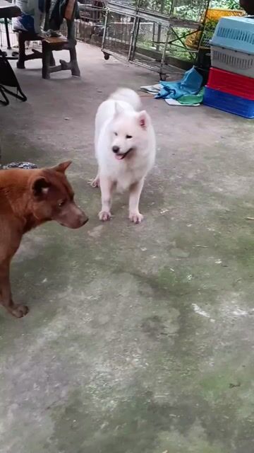 Chó Samoyed cái trắng. Mua bán Chó tại Thị xã Duy Tiên Hà Nam được đăng bởi Vũ Văn Tính hình 1