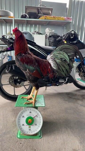 Gà Pakittan Việt lai trống 12 tháng. Mua bán Gà tại Huyện Gò Quao Kiên Giang được đăng bởi Băng Băng Phạm hình 1