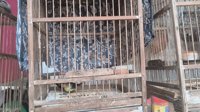 chim hút mật. Mua bán Chim tại Thị Xã Buôn Hồ Đắk Lắk được đăng bởi Vy An hình 1