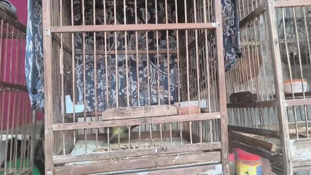 chim hút mật. Mua bán Chim tại Thị Xã Buôn Hồ Đắk Lắk được đăng bởi Vy An hình 1