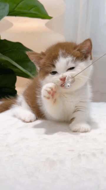 Mèo Munchkin Cái bicin Trên 2 tháng xinh đẹp. Mua bán Mèo tại Thành phố Thủ Đức Tp Hồ Chí Minh được đăng bởi DƯƠNG MINH TRÍ VĨNH hình 1