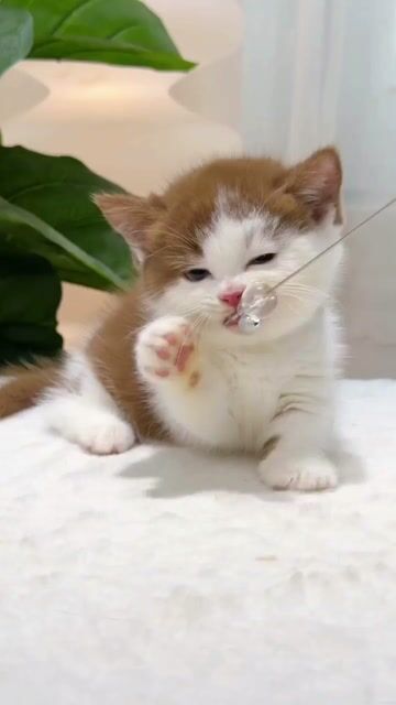 Mèo Munchkin Cái bicin Trên 2 tháng xinh đẹp. Mua bán Mèo tại Thành phố Thủ Đức Tp Hồ Chí Minh được đăng bởi DƯƠNG MINH TRÍ VĨNH hình 1
