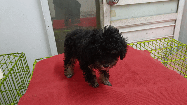 Chó Poodle đen 3 tháng đã tiêm 7 bệnh. Mua bán Chó tại Huyện Đan Phượng Hà Nội được đăng bởi Tạo hình 1
