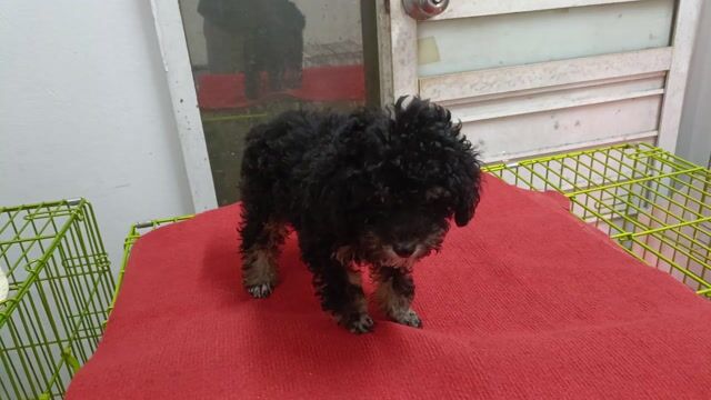 Chó Poodle đen 2 tháng đã tiêm 7 bệnh. Mua bán Chó tại Huyện Đan Phượng Hà Nội được đăng bởi Tạo hình 1