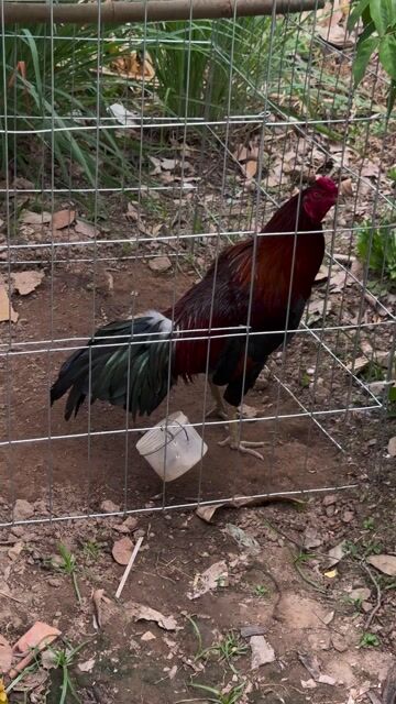 cặp trống tơ. Mua bán Gà tại Quận Bình Thuỷ Cần Thơ được đăng bởi kkkkkk hình 1