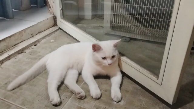 Mèo Anh lông trắng mắt xanh dương(đực). Mua bán Mèo tại Huyện Nhà Bè Tp Hồ Chí Minh được đăng bởi Ndung hình 1