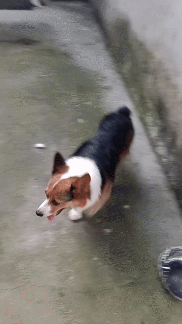 Corgi cái. Mua bán Chó tại Thị xã Duy Tiên Hà Nam được đăng bởi Vũ Văn Tính hình 1