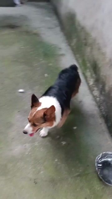 Corgi cái. Mua bán Chó tại Thị xã Duy Tiên Hà Nam được đăng bởi Vũ Văn Tính hình 1