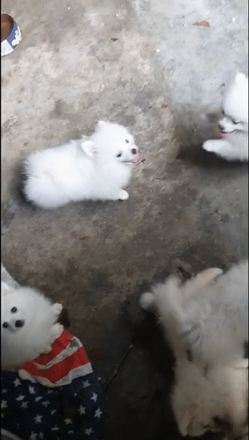 Chó Phốc sóc 3 tháng tuổi. Mua bán Chó tại Huyện Kiến Xương Thái Bình được đăng bởi Thái Bình hình 1