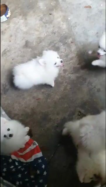 Chó Phốc sóc 3 tháng tuổi. Mua bán Chó tại Huyện Kiến Xương Thái Bình được đăng bởi Thái Bình hình 1