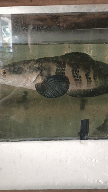 Cá lóc đỏ 1.2kg Đỏ. Mua bán Thú cưng khác tại Huyện Phú Tân An Giang được đăng bởi Tinh Nguyen hình 1
