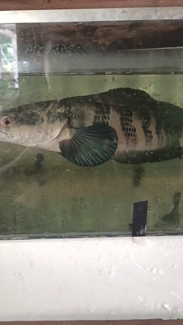 Cá lóc đỏ 1.2kg Đỏ. Mua bán Thú cưng khác tại Huyện Phú Tân An Giang được đăng bởi Tinh Nguyen hình 1