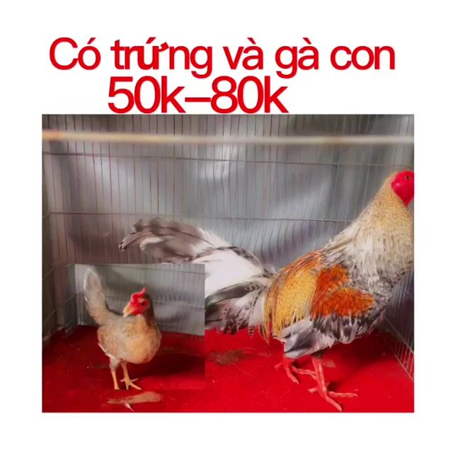 Tre các loại giá sinh viên. Mua bán Gà tại Quận 4 Tp Hồ Chí Minh được đăng bởi Gà Tre Và Nồi Các Loại Giống Gà Nhập hình 1