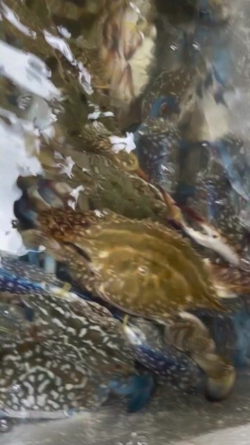 Ghẹ xanh tươi ngon. Mua bán Đồ ăn, thực phẩm và các loại khác tại Quận Hải Châu Đà Nẵng được đăng bởi Đặng Lý hình 1