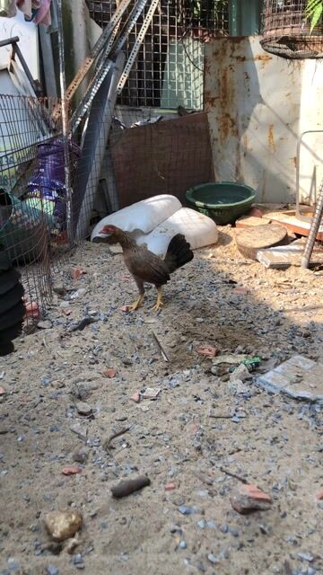 Gà mái mỹ tơ (4 tháng). Mua bán Gà tại Quận 7 Tp Hồ Chí Minh được đăng bởi Nho hình 1