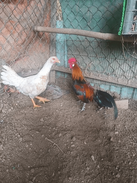 Gà trống Lai rừng mini Đực. Mua bán Gà tại Thành phố Đồng Xoài Bình Phước được đăng bởi Hà đức bách hình 1