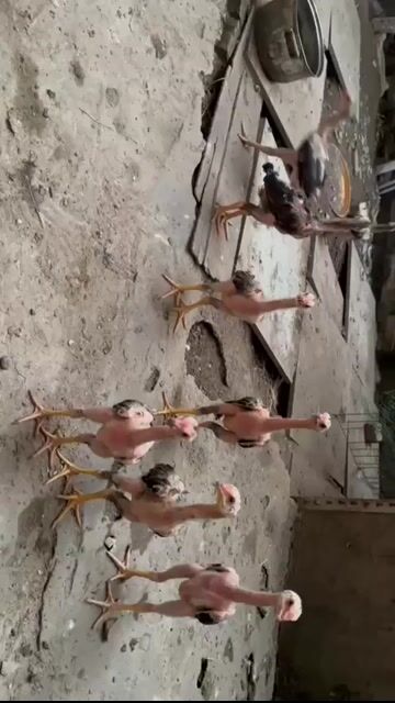 Gà chọi con. Mua bán Gà tại Huyện Gia Lâm Hà Nội được đăng bởi Mit Lee hình 1