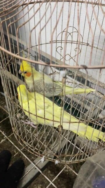Vẹt Cockatiel Lutino (Vàng) đã sinh sản. Mua bán Chim tại Quận Sơn Trà Đà Nẵng được đăng bởi Vu Nguyen hình 1