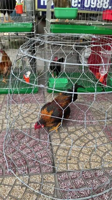 Gà chọi Đà Nẵng. Mua bán Gà tại Quận Liên Chiểu Đà Nẵng được đăng bởi dũng hình 1