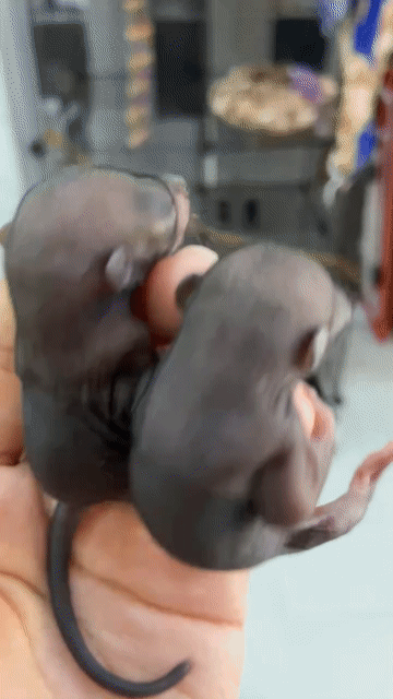 sóc bông chưa mở mắt. Mua bán Thú cưng khác tại Quận Bình Tân Tp Hồ Chí Minh được đăng bởi Trịnh Gia Linh hình 1