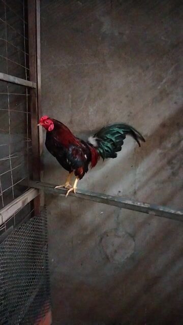 Gà tre Đực Đỏ, đen, xanh. Mua bán Gà tại Thành phố Vĩnh Long Vĩnh Long được đăng bởi nhân gà vĩnh long hình 1