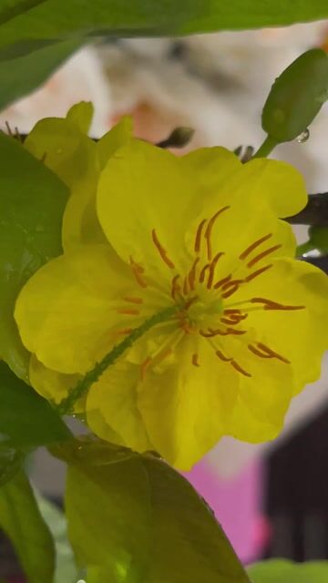 Chậu Mai Vàng. Mua bán Cây cảnh, đồ trang trí tại Quận Gò Vấp Tp Hồ Chí Minh được đăng bởi trinh thai hình 1