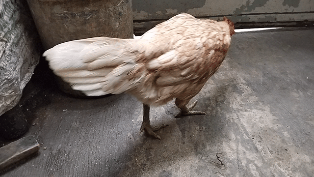 Gà nòi Khét bướm Mái Lai Sill Mỹ 2kg. Mua bán Gà tại Quận 8 Tp Hồ Chí Minh được đăng bởi đại  hình 1