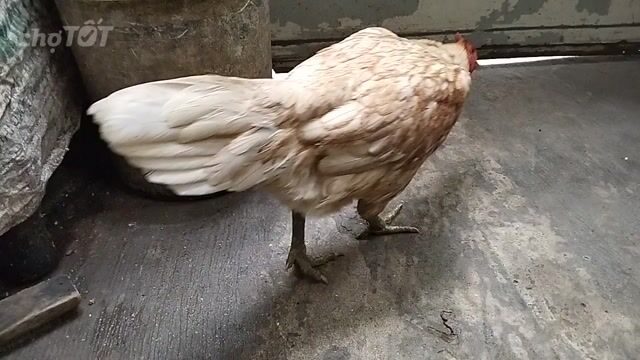 Gà nòi Khét bướm Mái Lai Sill Mỹ 2kg. Mua bán Gà tại Quận 8 Tp Hồ Chí Minh được đăng bởi đại  hình 1