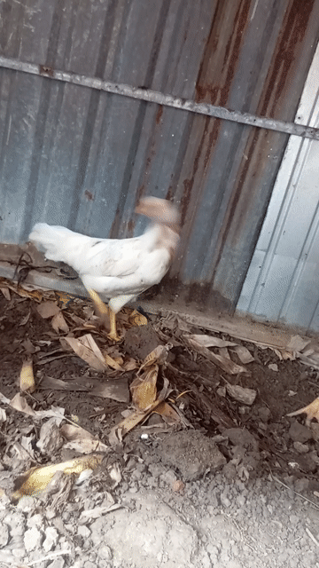 Gà Mái Nâu đốm Khỏe mạnh. Mua bán Gà tại Thành phố Cà Mau Cà Mau được đăng bởi trại gà mỹ ca mau  hình 1