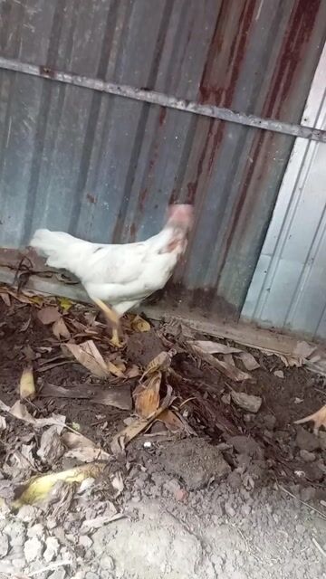 Gà Mái Nâu đốm Khỏe mạnh. Mua bán Gà tại Thành phố Cà Mau Cà Mau được đăng bởi trại gà mỹ ca mau  hình 1