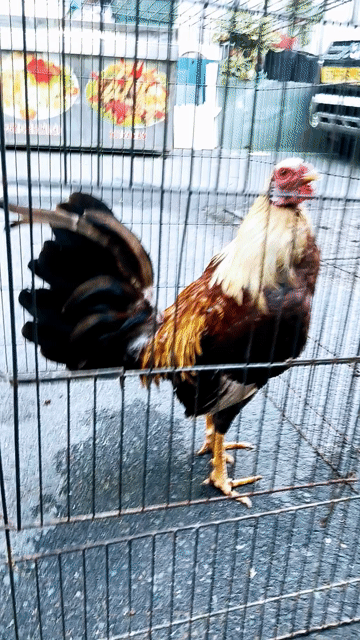 1 kg 4 yếu gà zin tay tốt lông mới . Mua bán Gà tại Quận Gò Vấp Tp Hồ Chí Minh được đăng bởi nam gà tre  hình 1