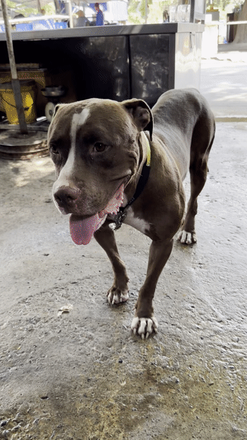 Chó Pit Bull Mỹ 11 tháng. Mua bán Chó tại Quận 8 Tp Hồ Chí Minh được đăng bởi Ms hưởng hình 1
