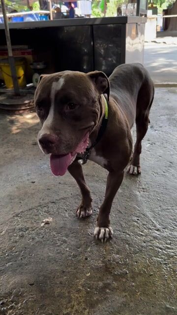 Chó Pit Bull Mỹ 11 tháng. Mua bán Chó tại Quận 8 Tp Hồ Chí Minh được đăng bởi Ms hưởng hình 1