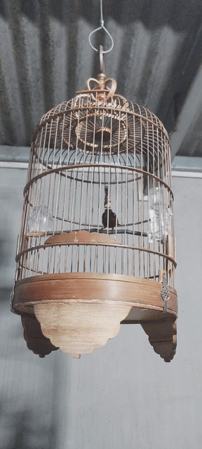 Hút mật 7 màu Thuần hót đấu. Mua bán Chim tại Huyện Vĩnh Cửu Đồng Nai được đăng bởi Tấn Khang hình 1