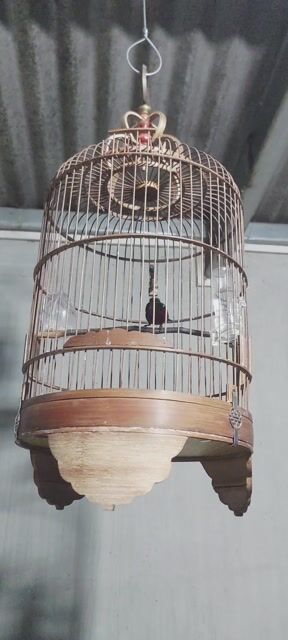 Hút mật 7 màu Thuần hót đấu. Mua bán Chim tại Huyện Vĩnh Cửu Đồng Nai được đăng bởi Tấn Khang hình 1