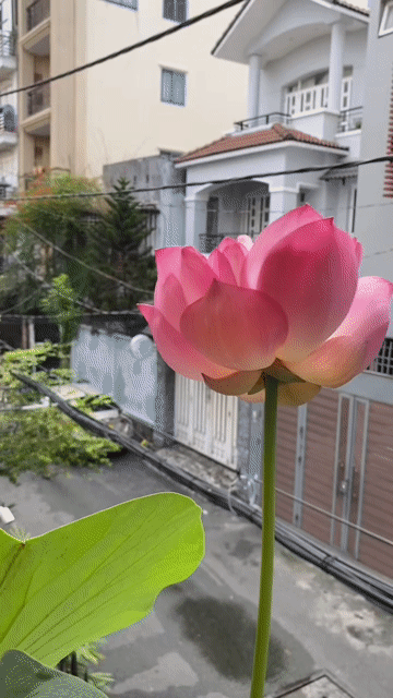 Mua bán Nhà ở Quận 3 Tp Hồ Chí Minh diện tích 81.5 m² giá 25 tỷ