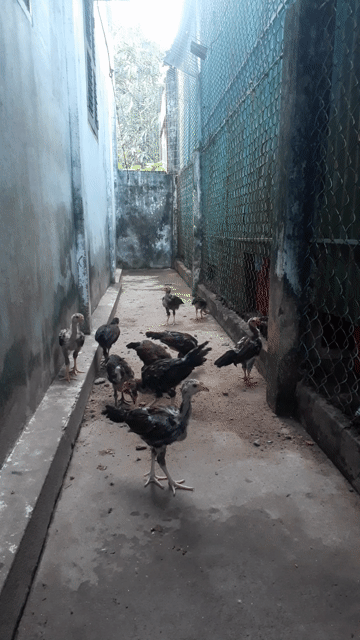 Gà Mỹ rặt trống 8 con. Mua bán Gà tại Huyện Bình Tân Vĩnh Long được đăng bởi Long 64Z1 hình 1