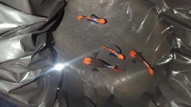 Cá Guppy Dumbo Koi size lớn. Mua bán Thú cưng khác tại Quận Thốt Nốt Cần Thơ được đăng bởi Võ ngọc Hưng hình 1