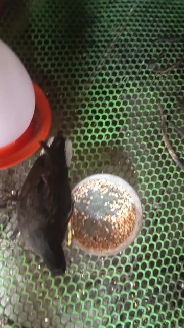 Chim Trích ré có 3 con. Mua bán Chim tại Huyện Bến Lức Long An được đăng bởi Phúc hình 1