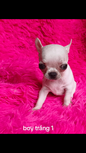Chó Chihuahua đực kem 2 tháng. Mua bán Chó tại Quận 8 Tp Hồ Chí Minh được đăng bởi Chihuahua nhà ZoZo hình 1