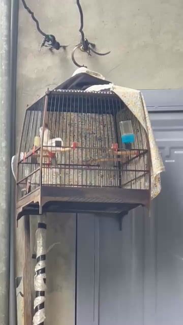 Chim chào mào màu Cafe. Mua bán Chim tại Huyện Hoài Đức Hà Nội được đăng bởi nguyen van hau hình 1