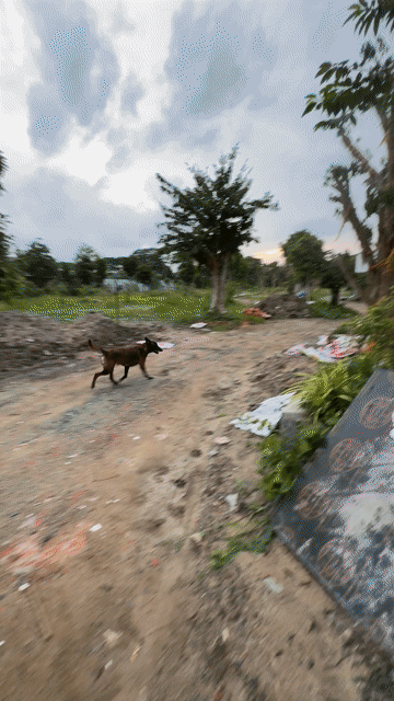 Chó Malinois Séc 1 năm tuổi. Mua bán Chó tại Thành phố Thủ Đức Tp Hồ Chí Minh được đăng bởi HTV Dog hình 1