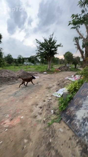 Chó Malinois Séc 1 năm tuổi. Mua bán Chó tại Thành phố Thủ Đức Tp Hồ Chí Minh được đăng bởi HTV Dog hình 1